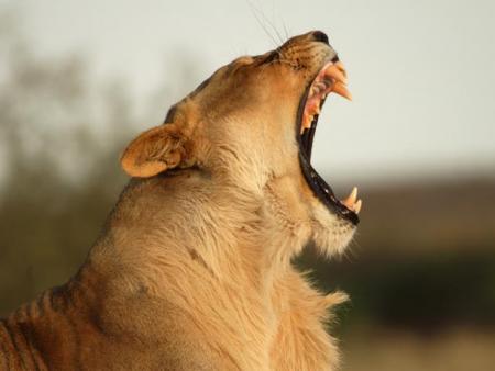 Lionne